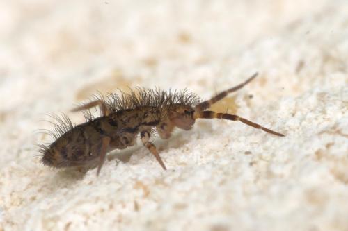 Réf. 294 407 : Orchesella villosa